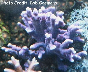  Distichopora violacea (Blue Lace Coral, Purple Lace Coral)